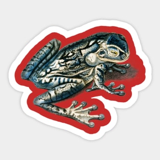 Vintage black-spotted casque-headed tree frog Sticker